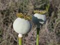 papaver somniferum